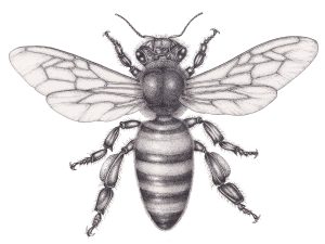 Honey bee worker Apis mellifera