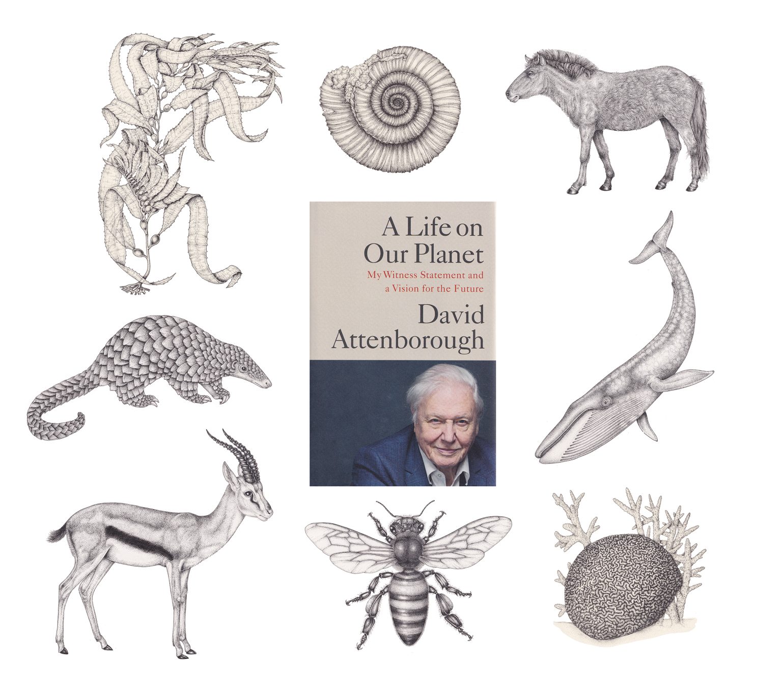 Life on Our Planet by David Attenborough - Lizzie Harper