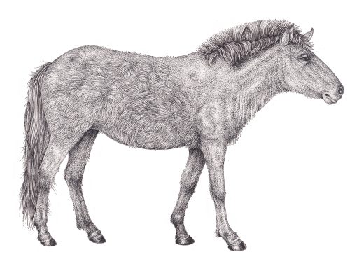 Tarpan Equus