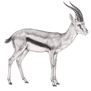Thomsons Gazelle Eudorcas thomsonii