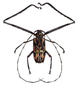 Harlequin beetle Acrocinus longimanus natural history illustration by Lizzie Harper