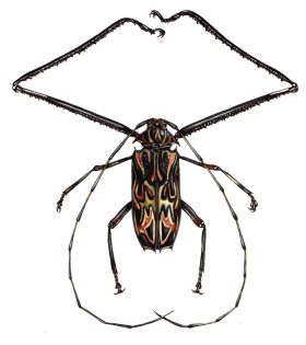 Harlequin beetle Acrocinus longimanus