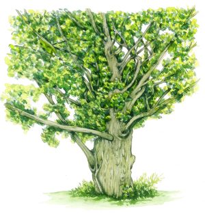 Pollarded Alder Alnusglutinosa