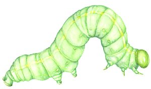 American cabbage looper Trichoplusia ni caterpillar natural history illustration by Lizzie Harper