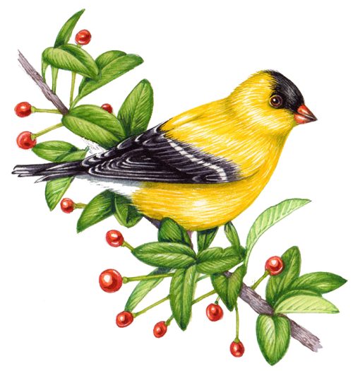 American goldfinch Spinus tristis natural history illustration by Lizzie Harper
