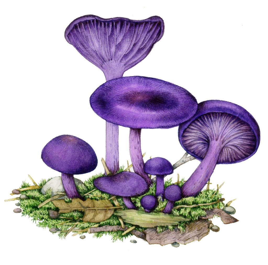 Amethyst deceiver Laccaria amethystina fungus natural history illustration by Lizzie Harper