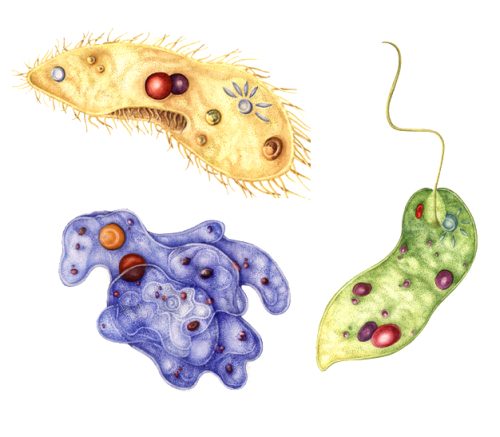 Micro organisms natural history illustration by Lizzie Harper