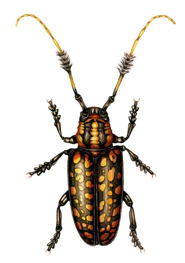 Aristobia approximator beetle natural history illustration by Lizzie Harper