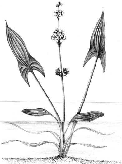 Arrowhead Sagittaria sagittifolia natural history illustration by Lizzie Harper