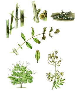 Ash dieback symptoms Fraxinus excelsior Chalaria