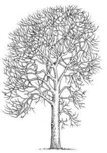Ash Fraxinus excelsior
