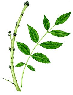 Ash Fraxinus excelsior twig and leaf