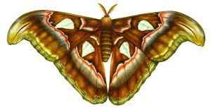 Atlas moth Attacus atlas natural history illustration by Lizzie Harper
