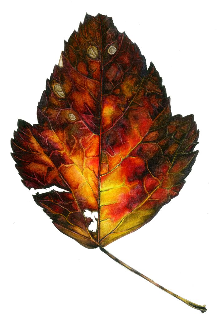 Autumn leaf natural history illustration by Lizzie Harper