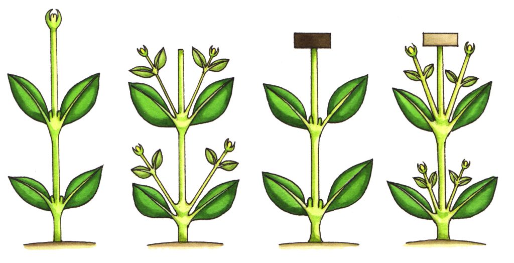 Auxin And Growth Diagram Lizzie Harper 