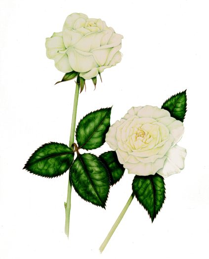 Avalanche rose Rosa natural history illustration by Lizzie Harper