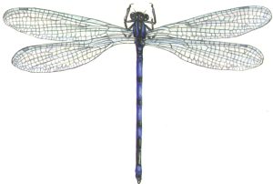 Azure damselfly Coenagrion puella natural history illustration by Lizzie Harper