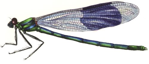 Banded demoiselle Calopteryx splendens natural history illustration by Lizzie Harper