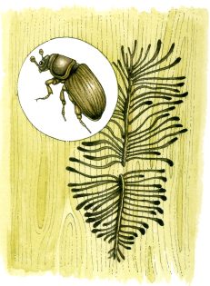 Spruce Bark beetle Ips typographus