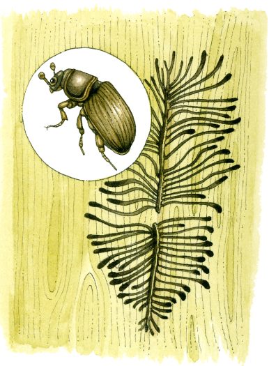 Bark beetle Ips typographus natural history illustration by Lizzie Harper