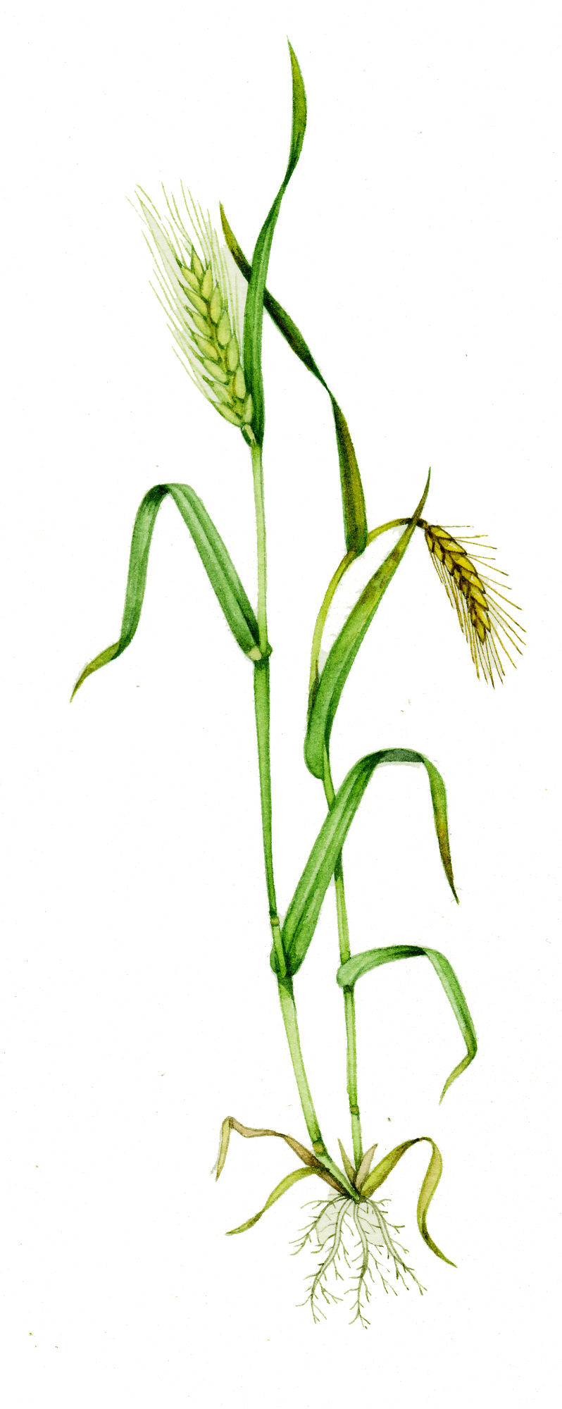 Barley Hordeum vulgare natural history illustration by Lizzie Harper