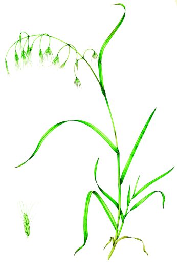 Barren brome grass Anisantha sterilis natural history illustration by Lizzie Harper