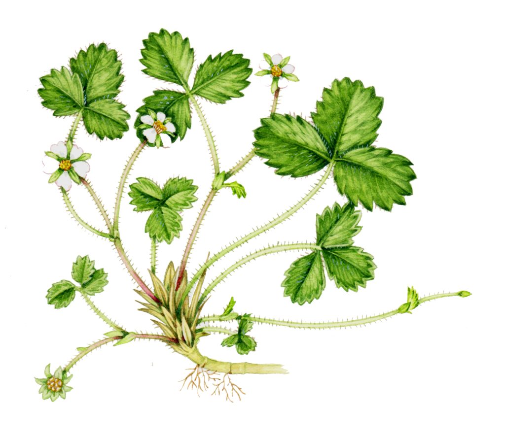 Barren strawberry Potentilla sterilis natural history illustration by Lizzie Harper