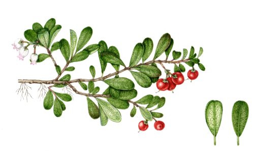 Bearberry Arctostaphylos uva ursi natural history illustration by Lizzie Harper