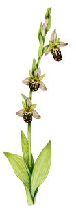 Bee orchid Ophrys apifera