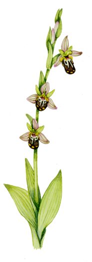 Bee orchid Ophrys apifera natural history illustration by Lizzie Harper