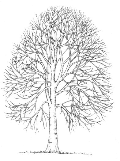 Beech Fagus sylvatica natural history illustration by Lizzie Harper