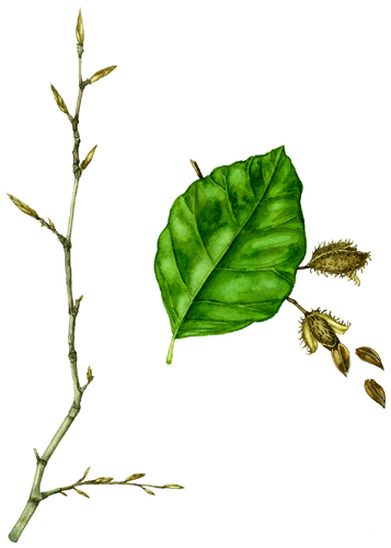 Beech Fagus sylvatica twig and leaf natural history illustration by Lizzie Harper
