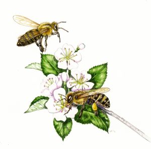 Honey bee Apis mellifera and pear natural history illustration by Lizzie Harper