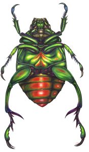 Tropical beetle ventral view natural history illustration by Lizzie Harper
