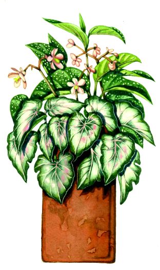 Begonia Begonia pearcei natural history illustration by Lizzie Harper