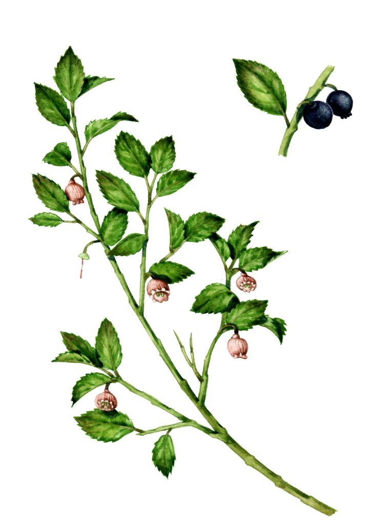 Bilberry Vaccinium myrtillus natural history illustration by Lizzie Harper