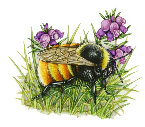 Bilberry bumblebee Bombus monticola natural history illustration by Lizzie Harper