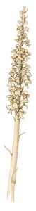 Birds nest orchid Neottia nidus-avis natural history illustration by Lizzie Harper