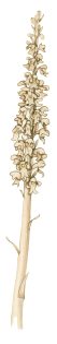 Birds nest orchid Neottia nidus-avis