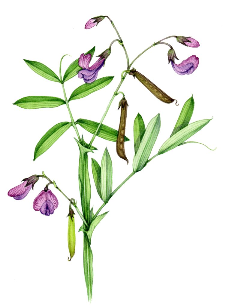 Bitter vetch Lathyrus linifolius natural history illustration by Lizzie Harper