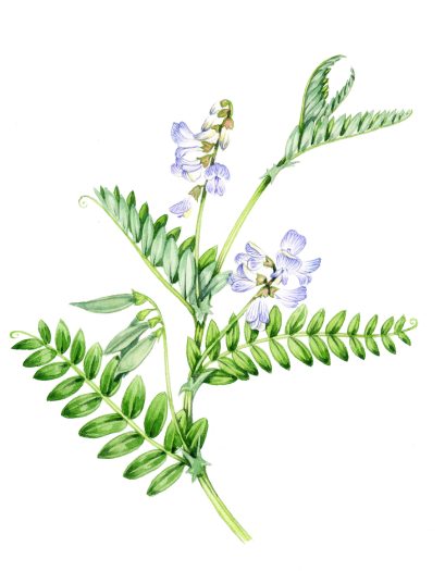 Bitter wood vetch Vicia orobus natural history illustration by Lizzie Harper