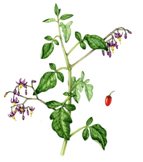 Bittersweet Solanum dulcamara natural history illustration by Lizzie Harper