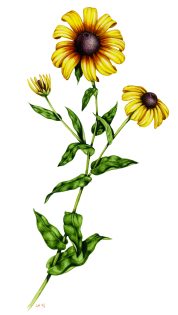 Black eyed Susan Rudbeckia hirta