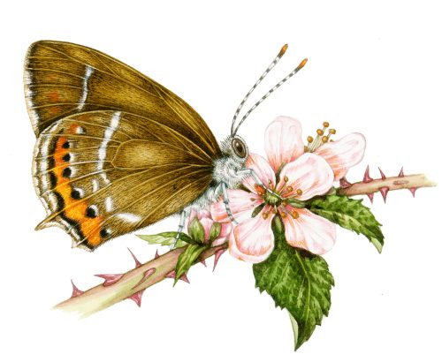 Black hairstreak butterfly Satyrium pruni natural history illustration by Lizzie Harper