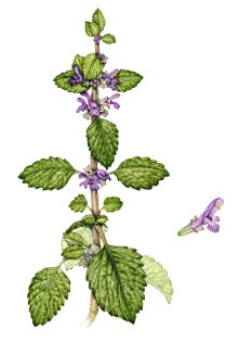 Black horehound Ballota nigra