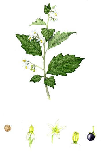 Black Nightshade Solanum nigrum natural history illustration by Lizzie Harper