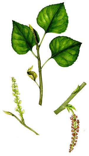 Black poplar Populus nigra leaf flower and catkins natural history illustration by Lizzie Harper