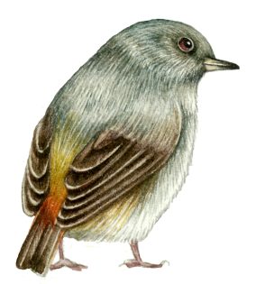 Black redstart Phoenicurus ochruros