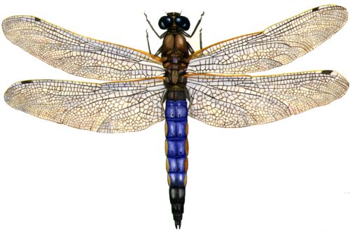 Black tailed skimmer Orthetrum cancellatum natural history illustration by Lizzie Harper