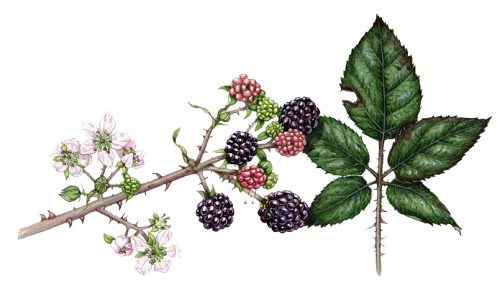 Blackberry Rubus fruticosa natural history illustration by Lizzie Harper